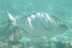 Chubs - Bermuda Chub - Kyphosus sectatrix