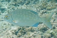 Chubs - Yellow Sea Chub - Kyphosus incisor