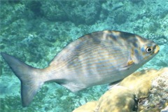 Chubs - Yellow Sea Chub - Kyphosus incisor