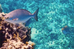 Chubs - Yellow Sea Chub - Kyphosus incisor