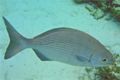 Chubs - Yellow Sea Chub - Kyphosus incisor