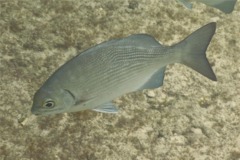 Rudderfishes - Highfin Rudderfish - Kyphosus cinerascens