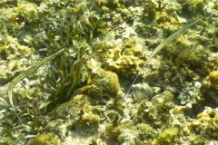 Trumpetfish - Cornetfish - Fistularia tabacaria