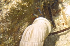 Crabs - Blue Legged Hermit Crab - Clibanarius tricolor