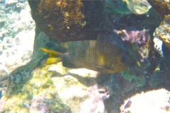 Damselfish - Yellowtail Damselfish - Microspathodon chrysurus