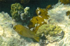 Damselfish - Yellowtail Damselfish - Microspathodon chrysurus