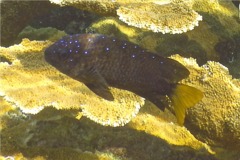 Damselfish - Yellowtail Damselfish - Microspathodon chrysurus