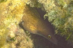 Moray - Purplemouth Moray - Gymnothorax vicinus