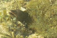 Moray - Purplemouth Moray - Gymnothorax vicinus