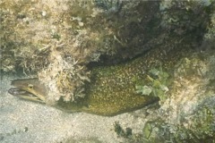 Moray - Purplemouth Moray - Gymnothorax vicinus