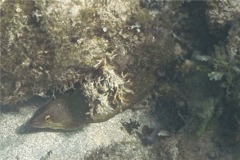 Moray - Purplemouth Moray - Gymnothorax vicinus