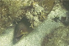 Moray - Purplemouth Moray - Gymnothorax vicinus