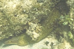 Moray - Purplemouth Moray - Gymnothorax vicinus