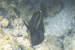 Filefish - Orangespotted Filefish - Cantherhines pullus