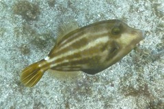 Filefish - Orangespotted Filefish - Cantherhines pullus