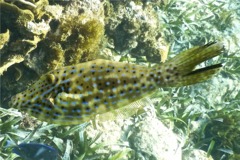 Filefish - Scrawled Filefish - Aluterus scriptus