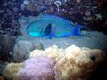 Parrotfish - Steepheaded Parrotfish - Scarus gibbus