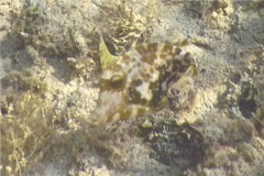 Filefish - Orangespotted Filefish - Cantherhines pullus