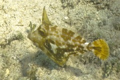 Filefish - Orangespotted Filefish - Cantherhines pullus