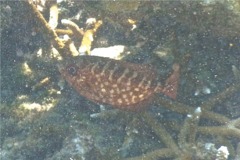 Bigeyes - Glasseye Snapper - Heteropriacanthus cruentatus