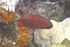 Bigeyes - Glasseye Snapper - Heteropriacanthus cruentatus