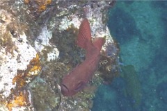 Bigeyes - Glasseye Snapper - Heteropriacanthus cruentatus