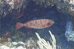 Bigeyes - Glasseye Snapper - Heteropriacanthus cruentatus