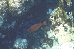 Bigeyes - Glasseye Snapper - Heteropriacanthus cruentatus