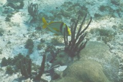 Porkfish - Porkfish - Anisotremus virginicus