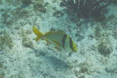 Porkfish - Porkfish - Anisotremus virginicus