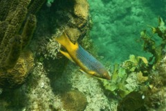 Hogfish - Spanish Hogfish - Bodianus rufus