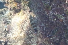 Hawkfish - Redspotted Hawkfish - Amblycirrhitus pinos