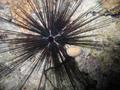 Sea Urchins - Longspine Sea Urchin - Diadema antillarum