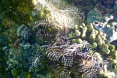 Halocordylidae - Christmas Tree Hydroid - Pennaria disticha