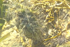 Sertulariidae - Algae Hydroid - Thyroscyphus ramosus