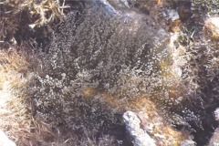 Anemones - Knobby Sea Anemone - Rhodactis lucida