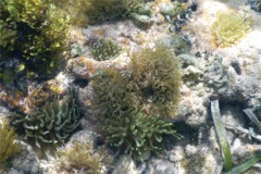 Anemones - Giant Sea Anemone - Condylactus gigantea