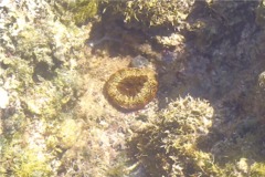 Anemones - Red Warty Sea Anemone - Bunodosoma granulifera