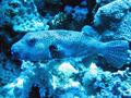 Pufferfish - Star Puffer - Arothron stellatus