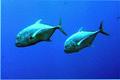 Jacks - Giant Trevally - Caranx ignobilis