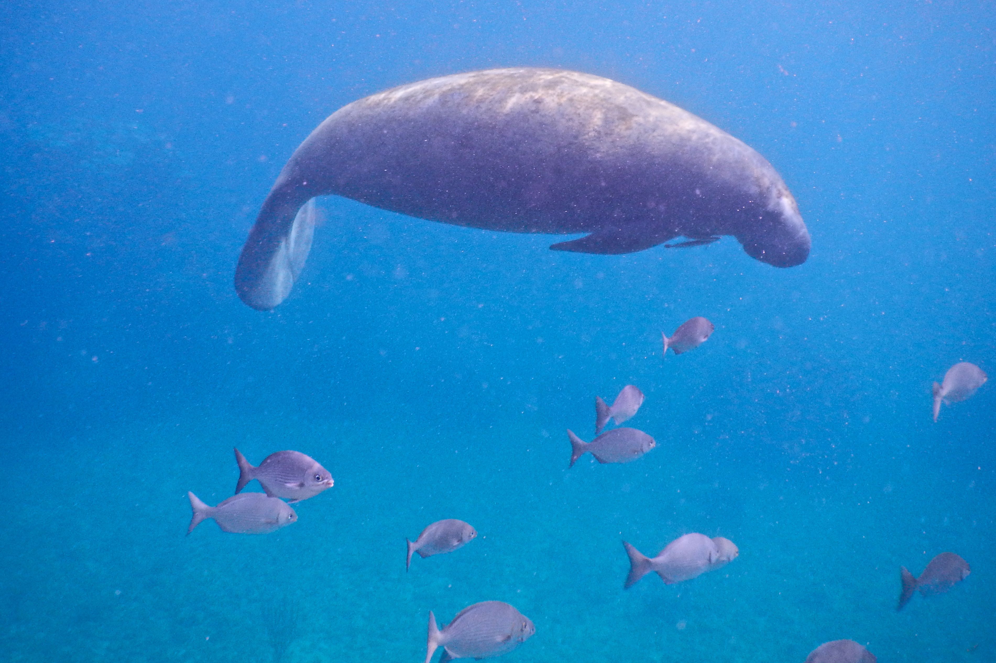 Trichechidae - West Indian Manatee - Trichechus manatus