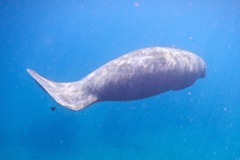 Trichechidae - West Indian Manatee - Trichechus manatus