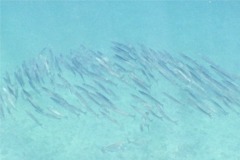 Barracuda - Southern Sennet - Sphyraena picudilla