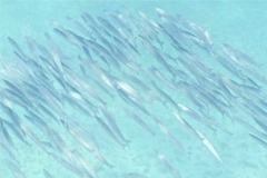 Barracuda - Southern Sennet - Sphyraena picudilla