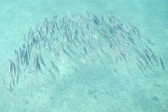 Barracuda - Southern Sennet - Sphyraena picudilla