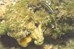 Octopuses - Caribean Two-spot Octopus - Octopus hummelincki