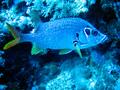 Squirrelfish - Long-jawed Squirrelfish(Sabre Squirrelfish,Giant Squirrelfish,Spiny Squirrelfish) - Sargocentron spiniferum