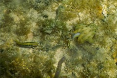 Octopuses - Caribean Two-spot Octopus - Octopus hummelincki