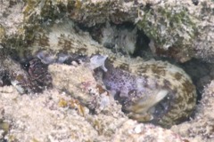 Octopuses - Common Octopus - Octopus vulgaris