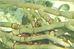 Echinodermata - Ruby Brittle Star - Ophioderma rubricunda